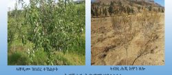 Photo - farmland of Hedrom Haileselasie previous and current