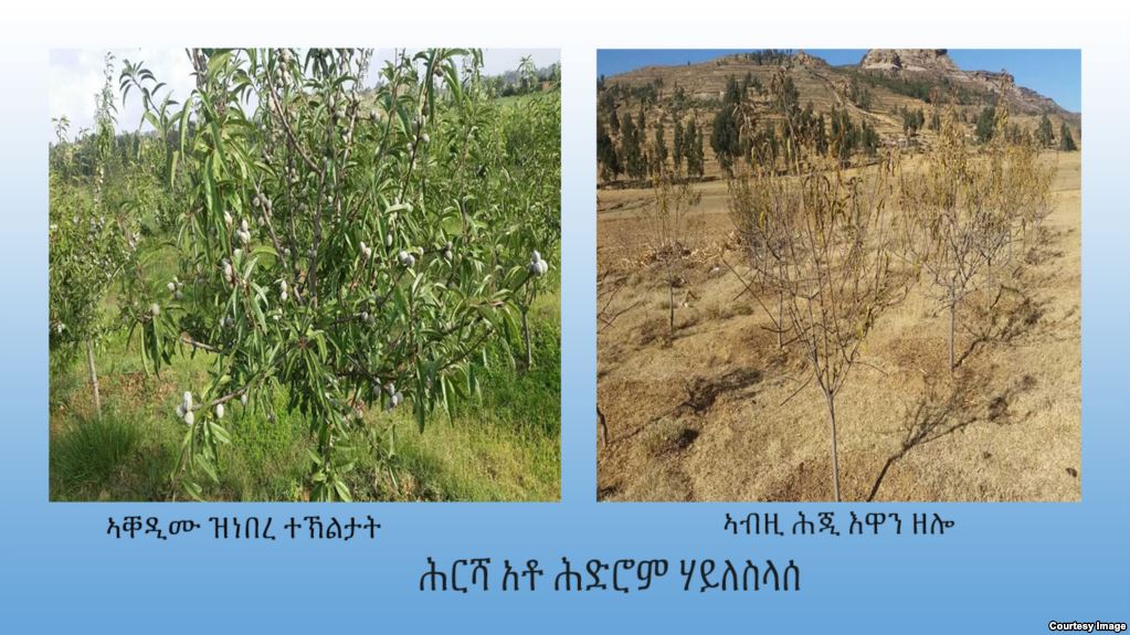 Photo - farmland of Hedrom Haileselasie previous and current